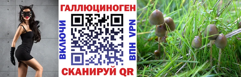 Купить где  Карпинск  Псилоцибиновые грибы Psilocybe 